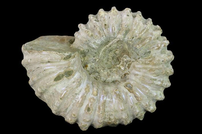 Bumpy Ammonite (Douvilleiceras) Fossil - Madagascar #134154